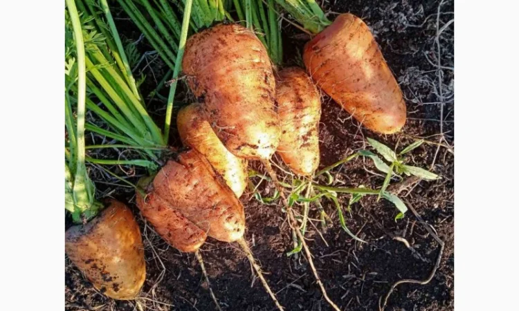 Продаю моркву 1 та 2 сорт від фермера - фото № 5