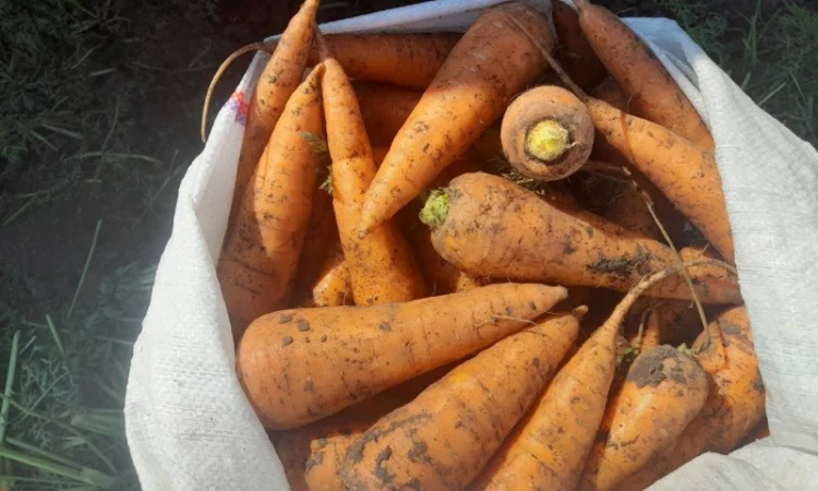 Продаю моркву 1 та 2 сорт від фермера - фото № 6
