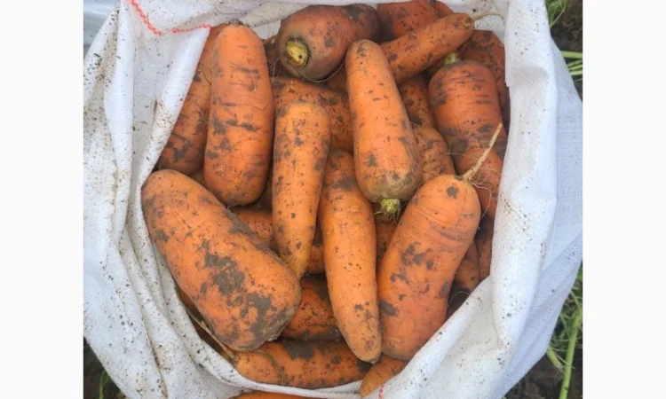 Продажа моркови от производителей и поставщиков - фото № 1