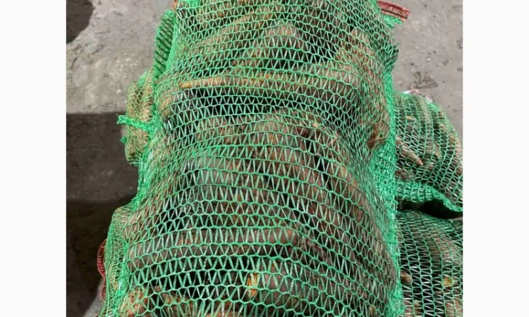 Покупка моркви від постачальника від 10 тонн - фото № 3