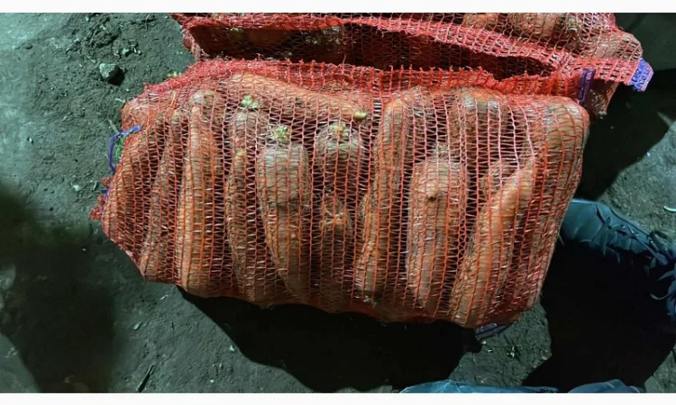 Покупка моркви від постачальника від 10 тонн - фото № 4