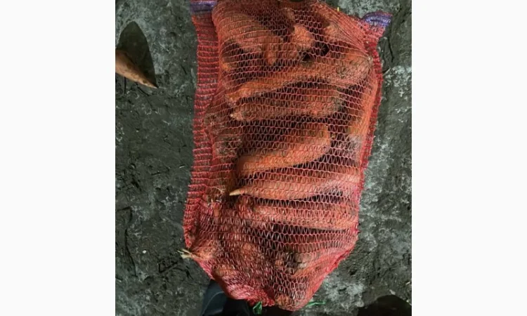 Покупка моркви від постачальника від 10 тонн - фото № 5