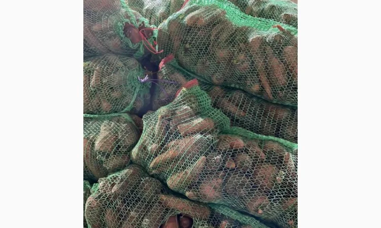 Покупка моркви від постачальника від 10 тонн - фото № 6