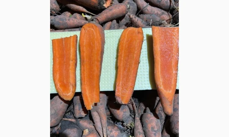 Покупка моркви від постачальника від 10 тонн - фото № 10