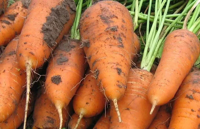 Продаж моркви оптом - фото № 1