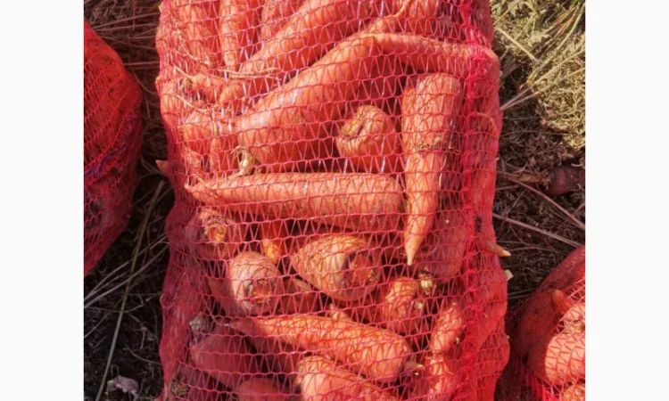 Покупка моркви сортів Абако і Каскад - фото № 1