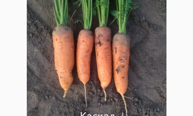 Продаю моркву Каскад - фото № 4
