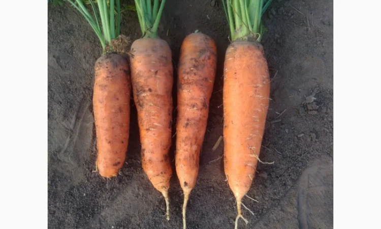 Продаю моркву Каскад - фото № 5
