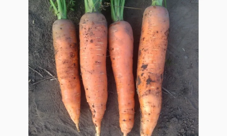 Продаю моркву Каскад - фото № 6