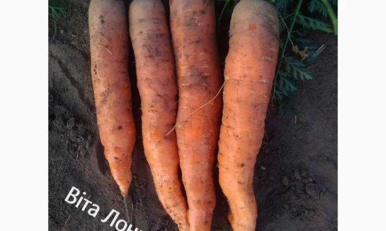 Продаю моркву Каскад - фото № 7