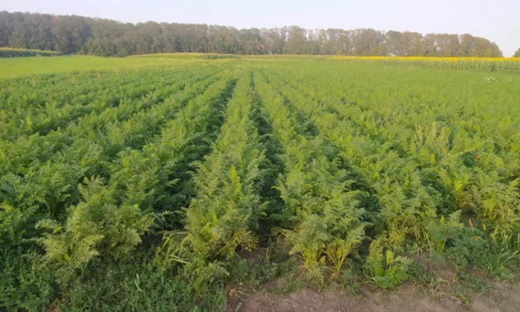 Продаю моркву Каскад - фото № 8