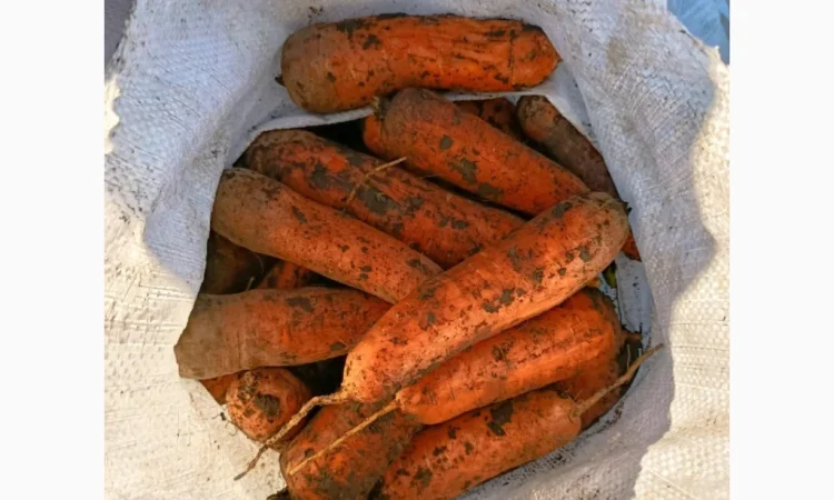 Продаю морковь Каскад - фото № 1