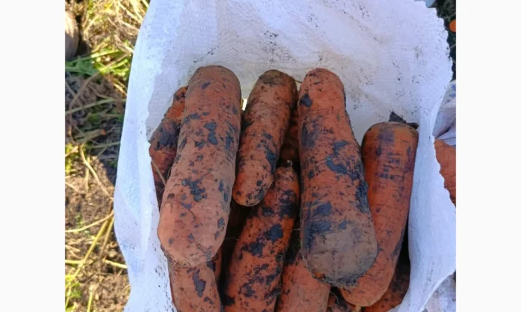 Продаю морковь Каскад - фото № 2