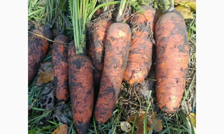 Продаю морковь Каскад - фото № 3
