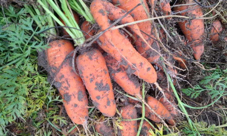 Продаю Моркву Болівар - фото № 2