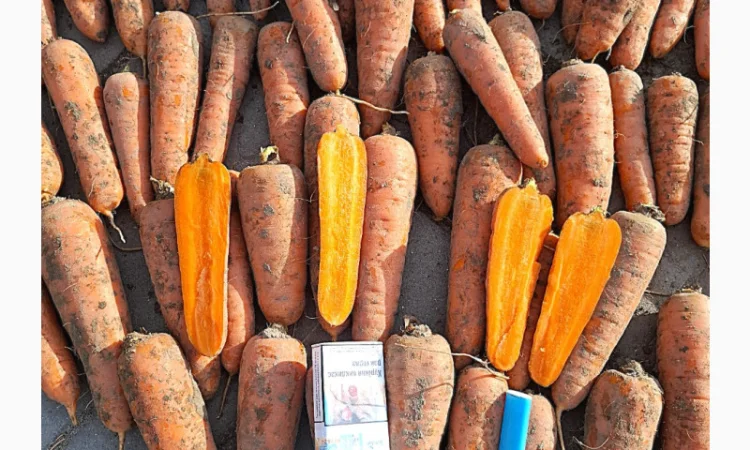 Продаю Моркву Болівар - фото № 3