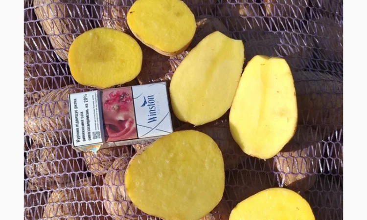 Продаю Моркву Болівар - фото № 10