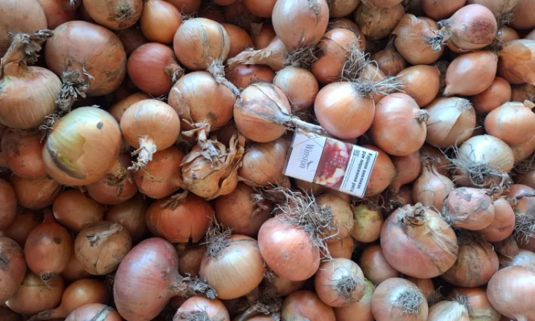 Продаю Моркву Болівар - фото № 7