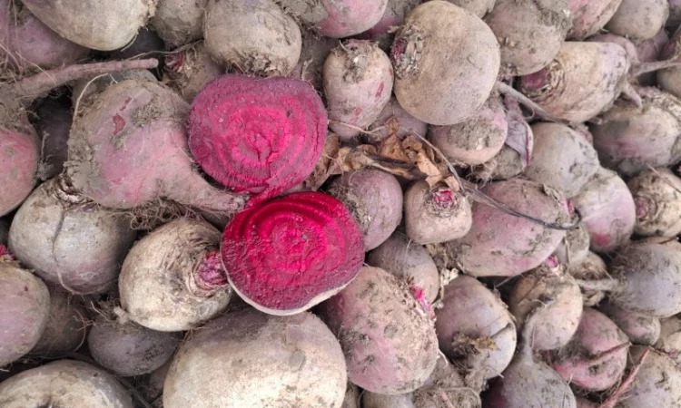 Продаю Моркву Болівар - фото № 12