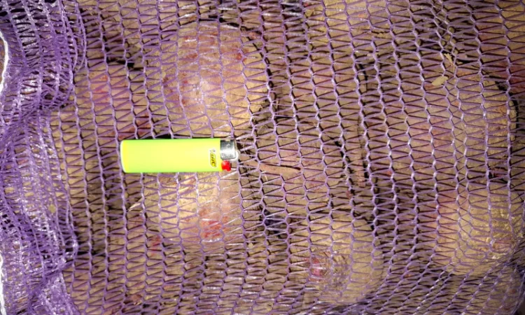 Продаю Моркву Болівар - фото № 14