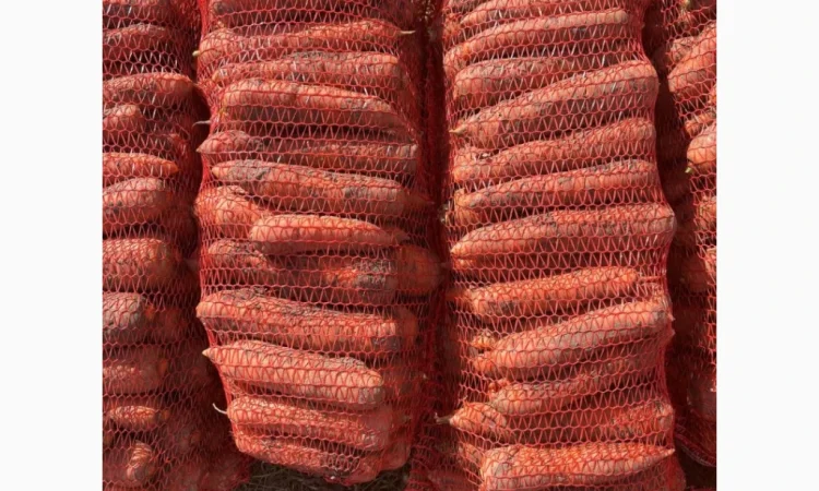 Продається якісна морква - фото № 1