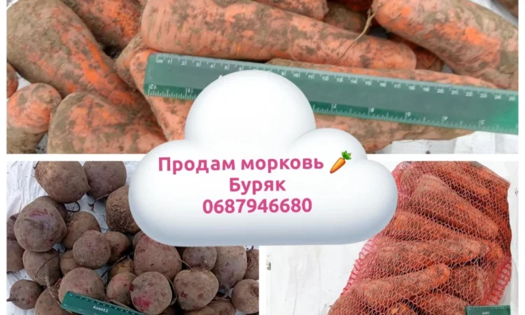 Продаю моркву оптом - фото № 1