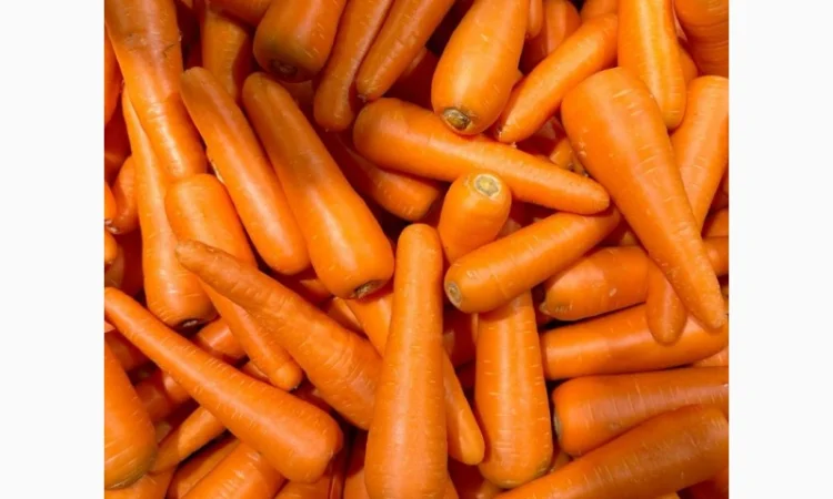 Покупка моркви оптом - фото № 1