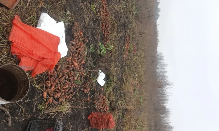 Органічна морква на продаж - фото № 2