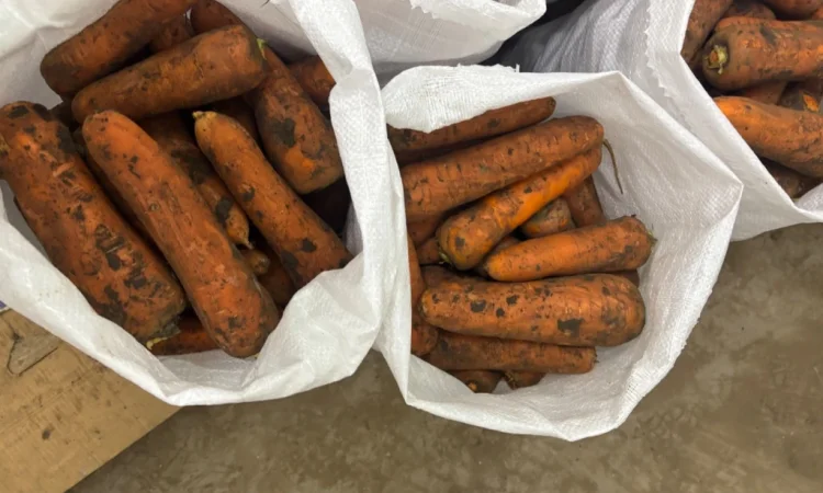 Продаж моркви сорту Кордоба та Каскад - фото № 3