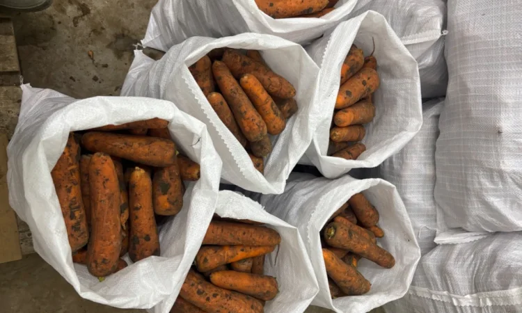 Продаж моркви сорту Кордоба та Каскад - фото № 5