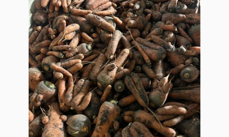 Продаю морковь 1 сорт на переработку - фото № 1