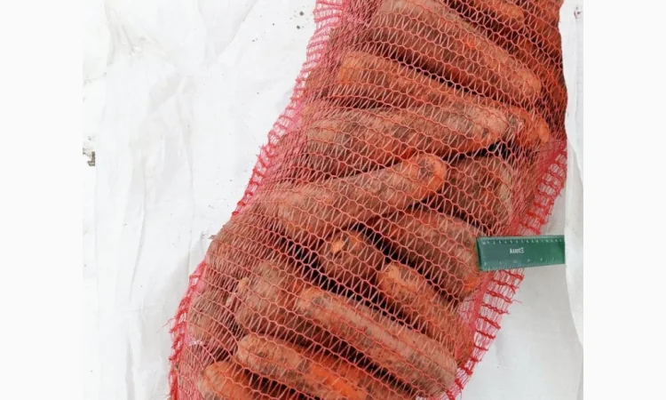 Якісна морква 1 сорт на продаж - фото № 1