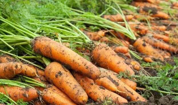 Свежая морковь от украинских фермеров - фото № 1