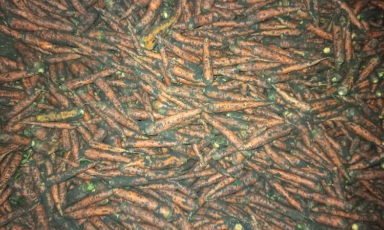 Продаж моркви оптом - фото № 1