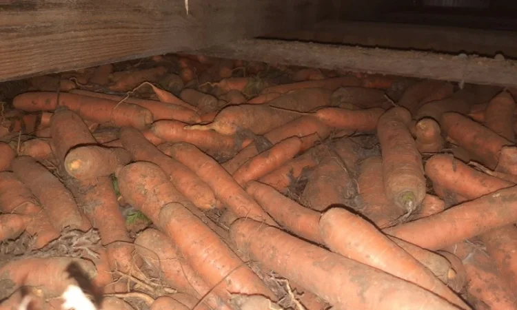 Продажа моркови из Польши - фото № 1