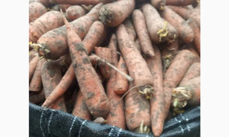 Продажа моркови из Польши - фото № 2