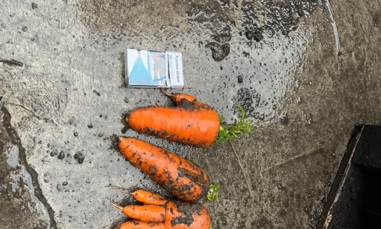 Продаж моркви некондиції - фото № 1