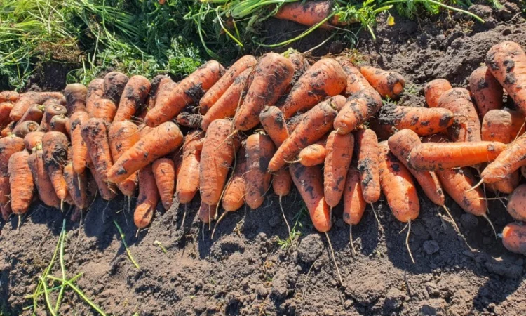 Продаю моркву, гібрид Каскад - фото № 1