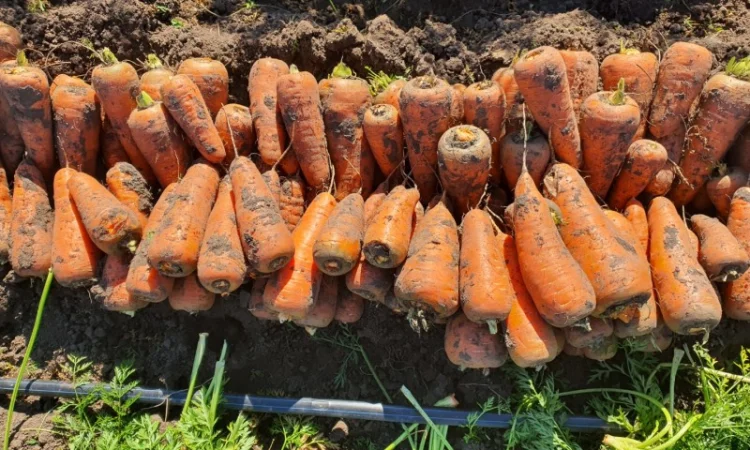 Продаю моркву, гібрид Каскад - фото № 2