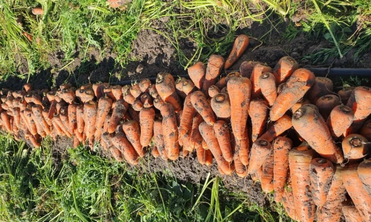 Продаю моркву, гібрид Каскад - фото № 3