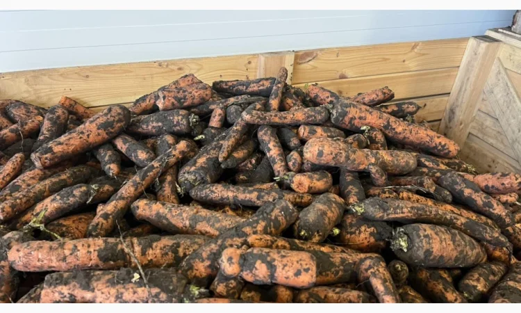 Морква 2 сорт для переробки - фото № 1