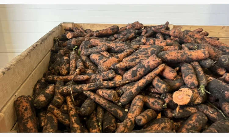 Морква 2 сорт для переробки - фото № 2