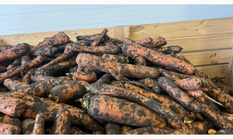 Морква 2 сорт для переробки - фото № 3