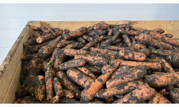 Морква 2 сорт для переробки - фото № 5