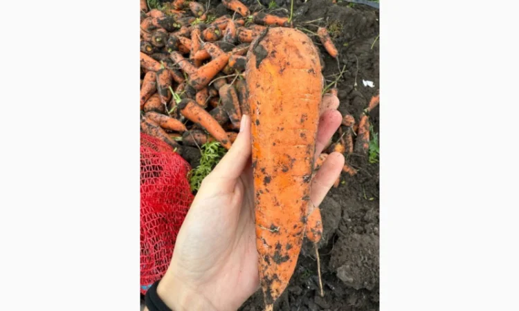 Куплю моркву першого гатунку - фото № 2