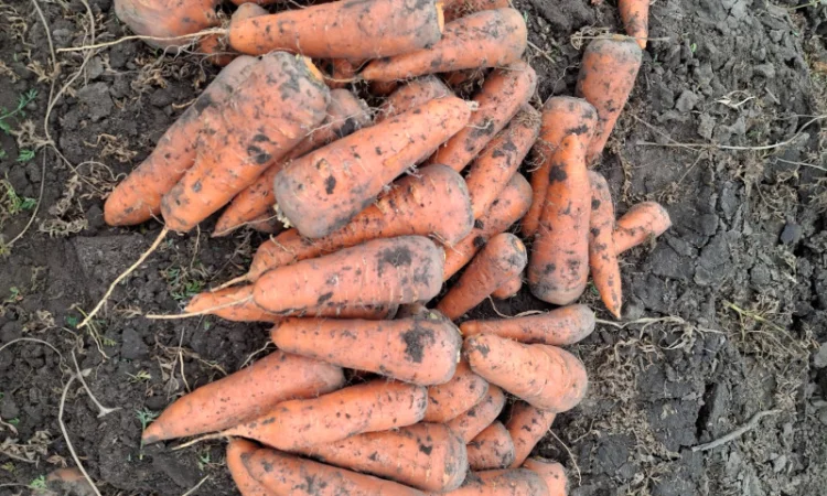 Гибрид каскад 5 гр для продажу - фото № 2