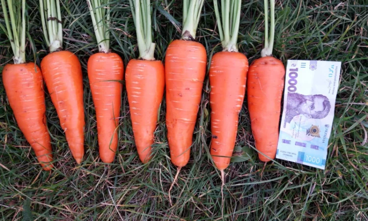 Продаю моркву сорт Акат і Болівар в мішках по 20 кг - фото № 1