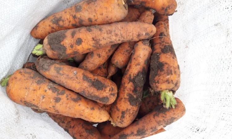 Продаю моркву сорт Акат і Болівар в мішках по 20 кг - фото № 2