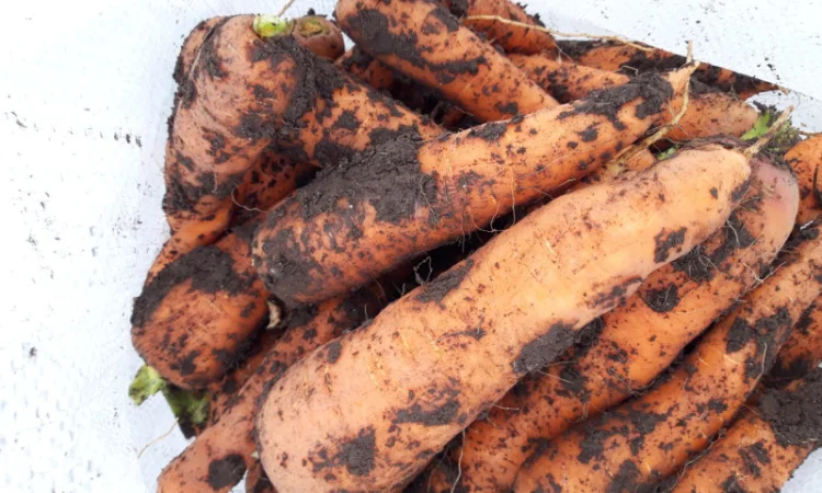 Продаю моркву сорт Акат і Болівар в мішках по 20 кг - фото № 3