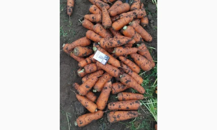 Продаю морковь высокого качества - фото № 2